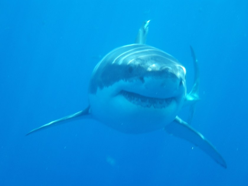 Farallone White Shark - photo by Peter Winch